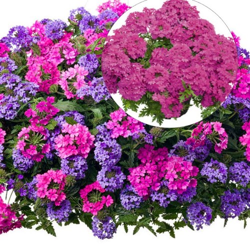 Verbena 'VEPITA Hot Magenta' - Aed-raudürt 'VEPITA Hot Magenta'